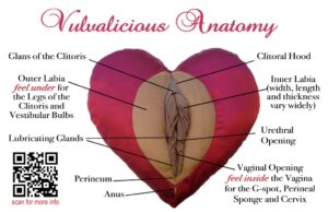 Vulva and vagina pleasure zones in the Vulvalicious Cushions